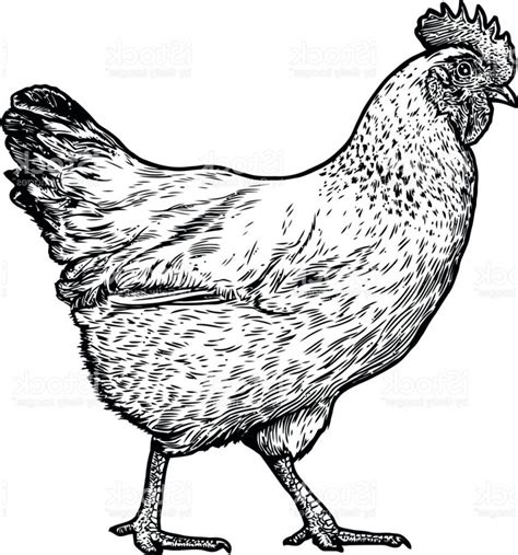 Find Black White Crazy Chickens stock images in HD and millions of other royalty-free stock photos, 3D objects, illustrations and vectors in the Shutterstock collection. Thousands of new, high-quality pictures added every day.